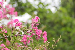 サルスベリ サルスベリ