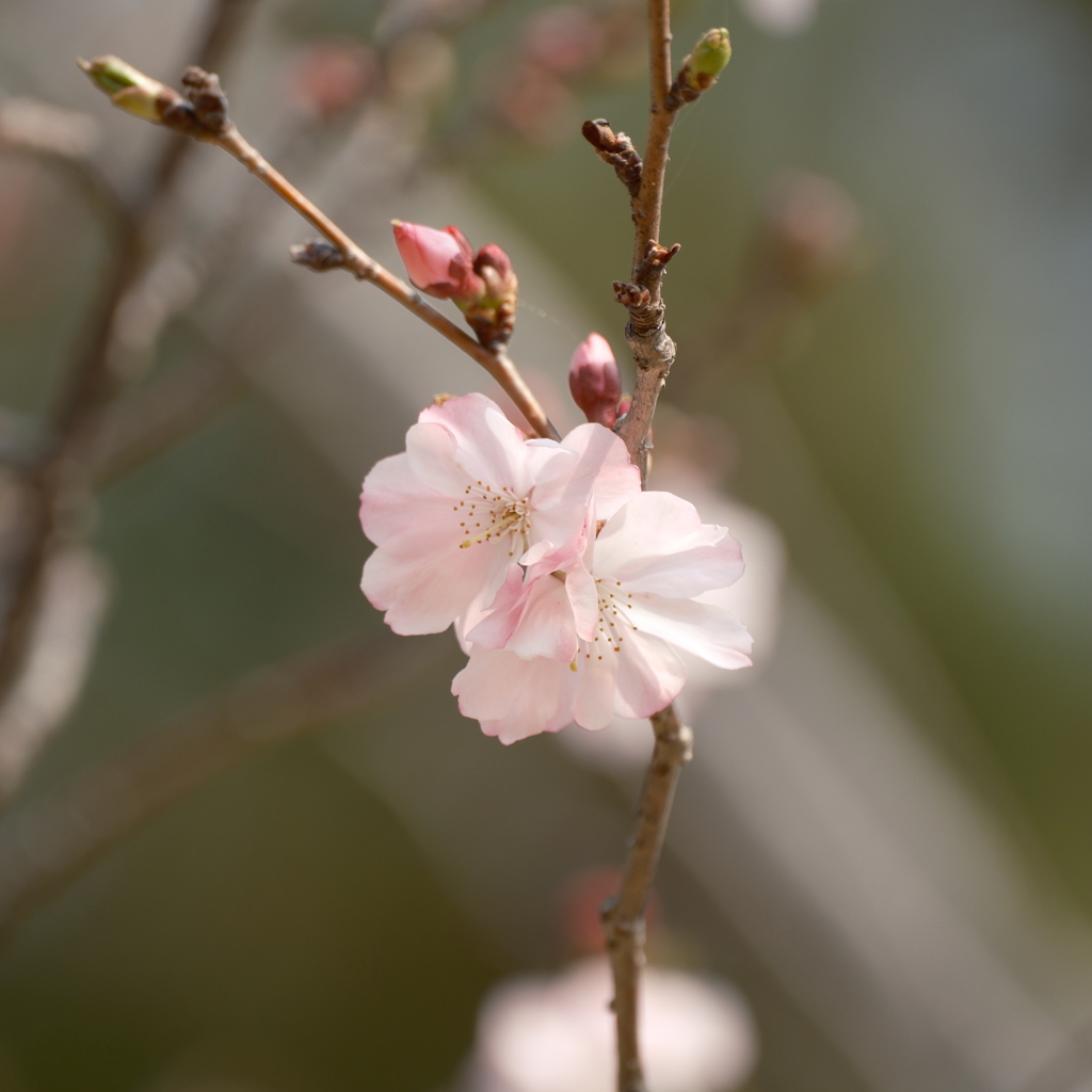 雁宿公園