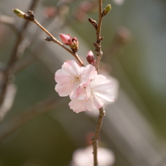 雁宿公園
