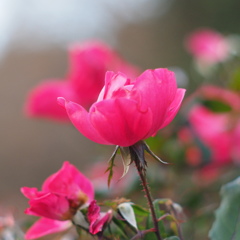 薔薇
