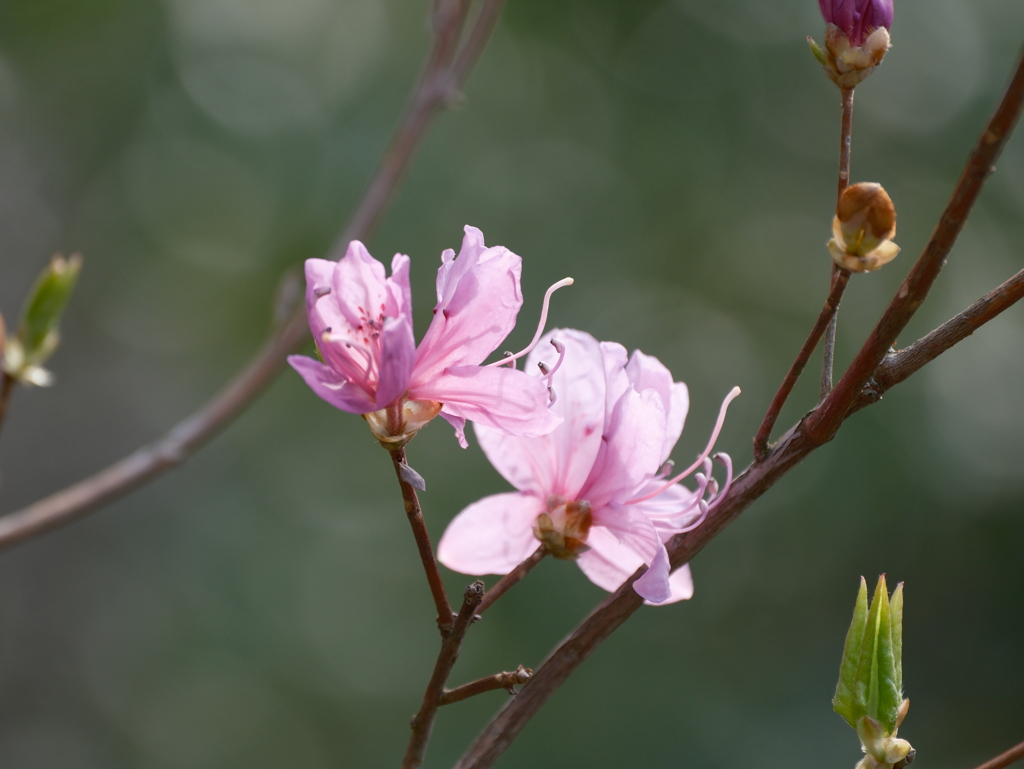 ふれあいの森