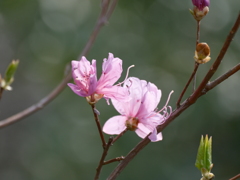 ふれあいの森