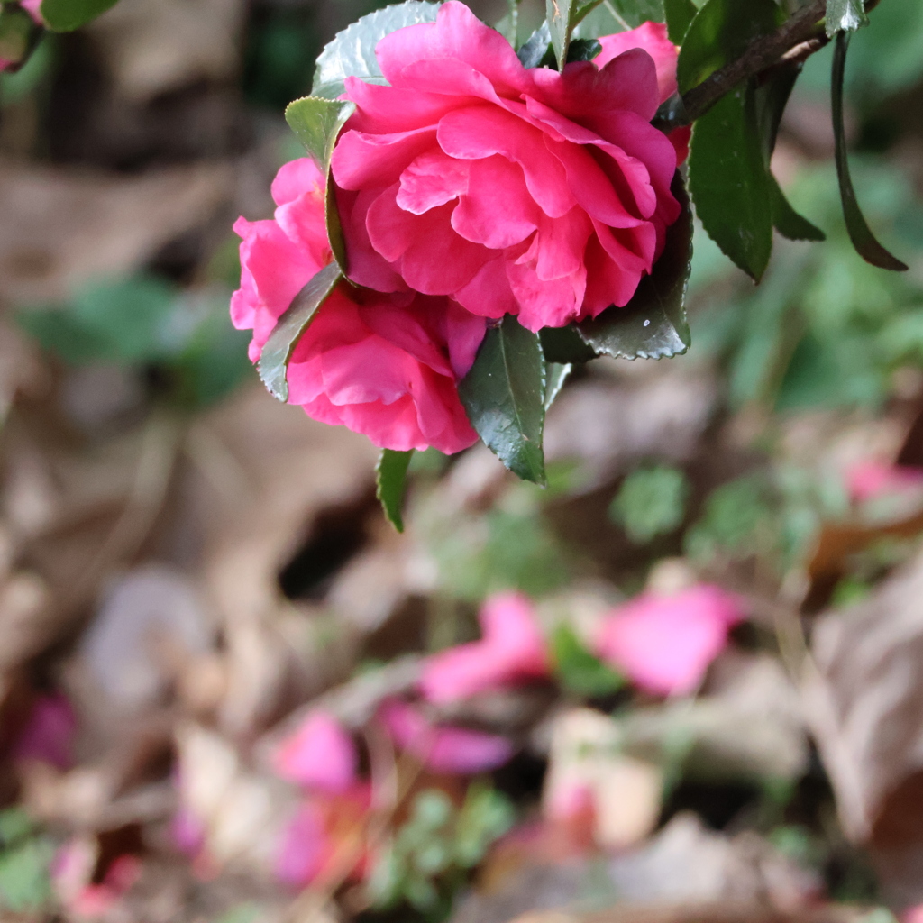 山茶花