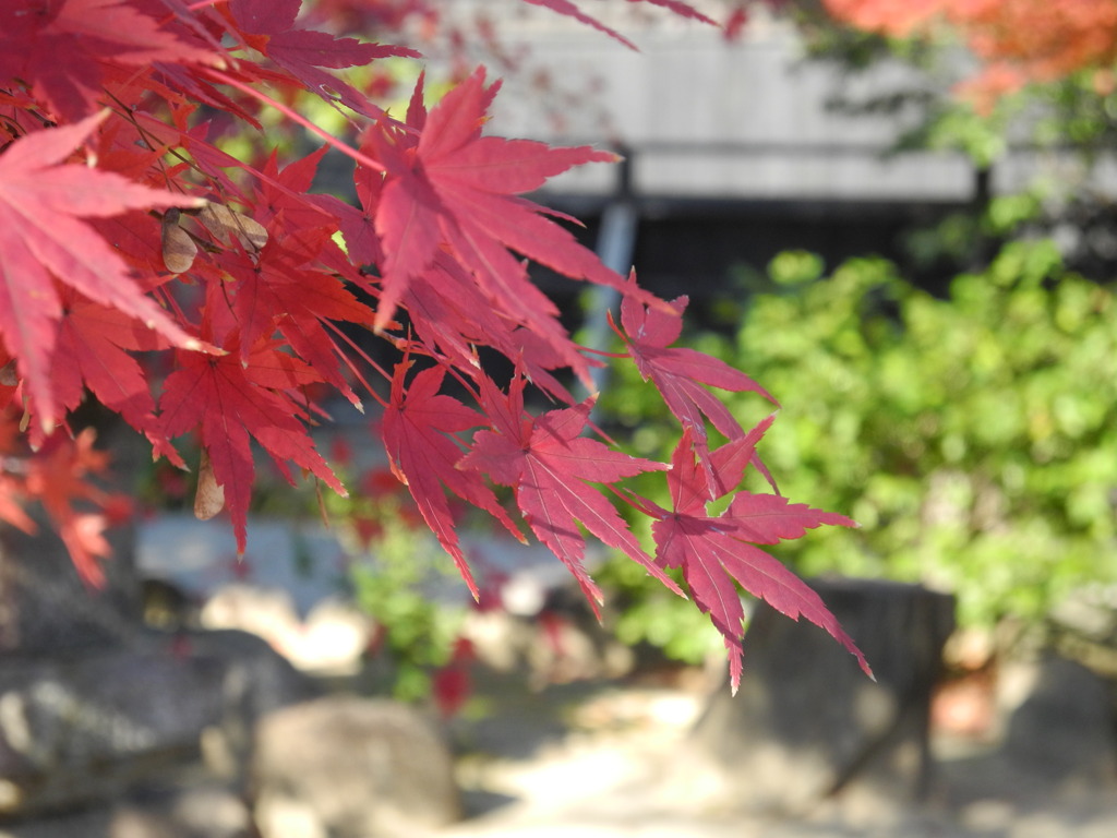 半六庭園