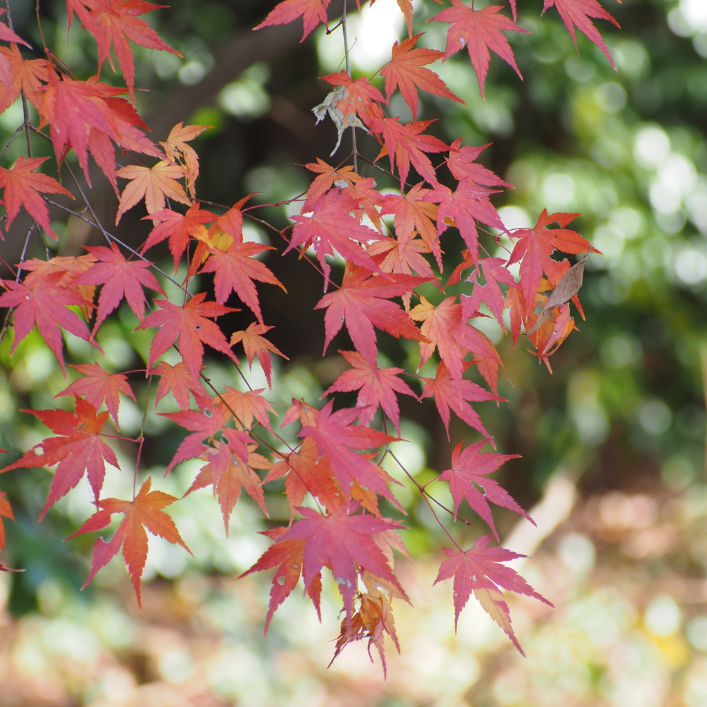 紅葉