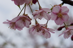 河津桜