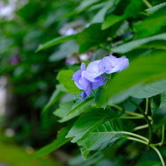 紫陽花
