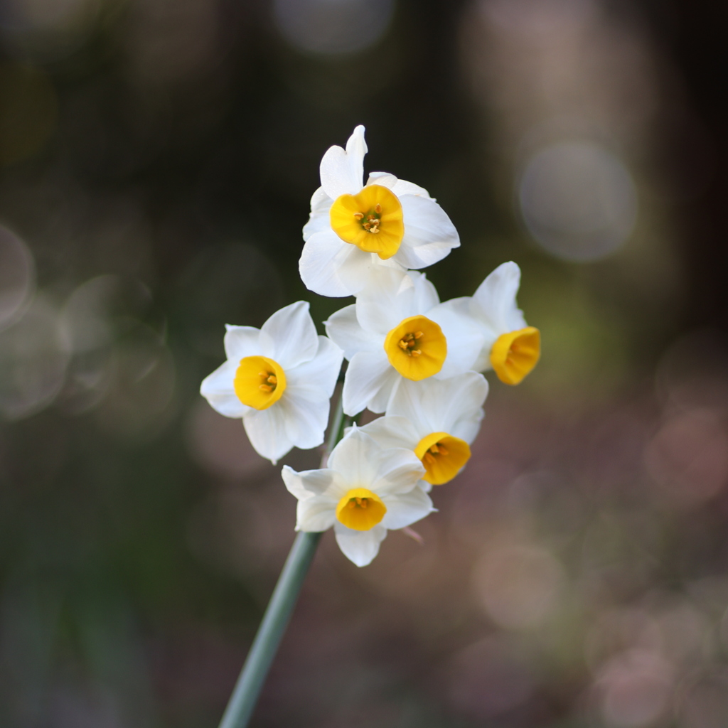 泉の森