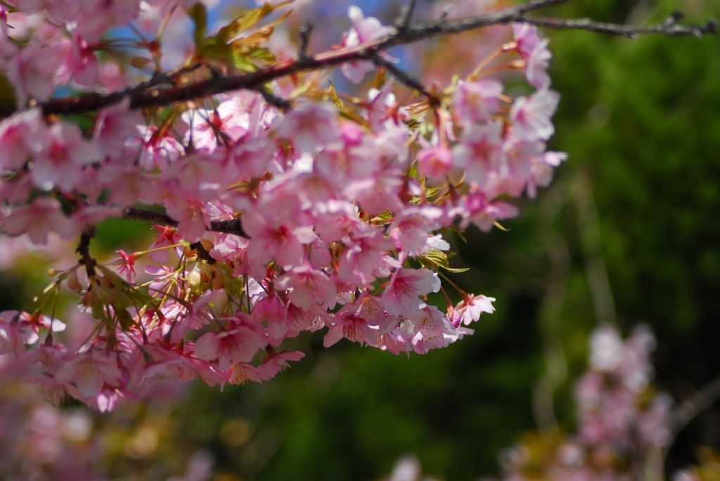 聖崎公園