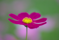 秋桜
