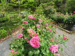 薔薇園