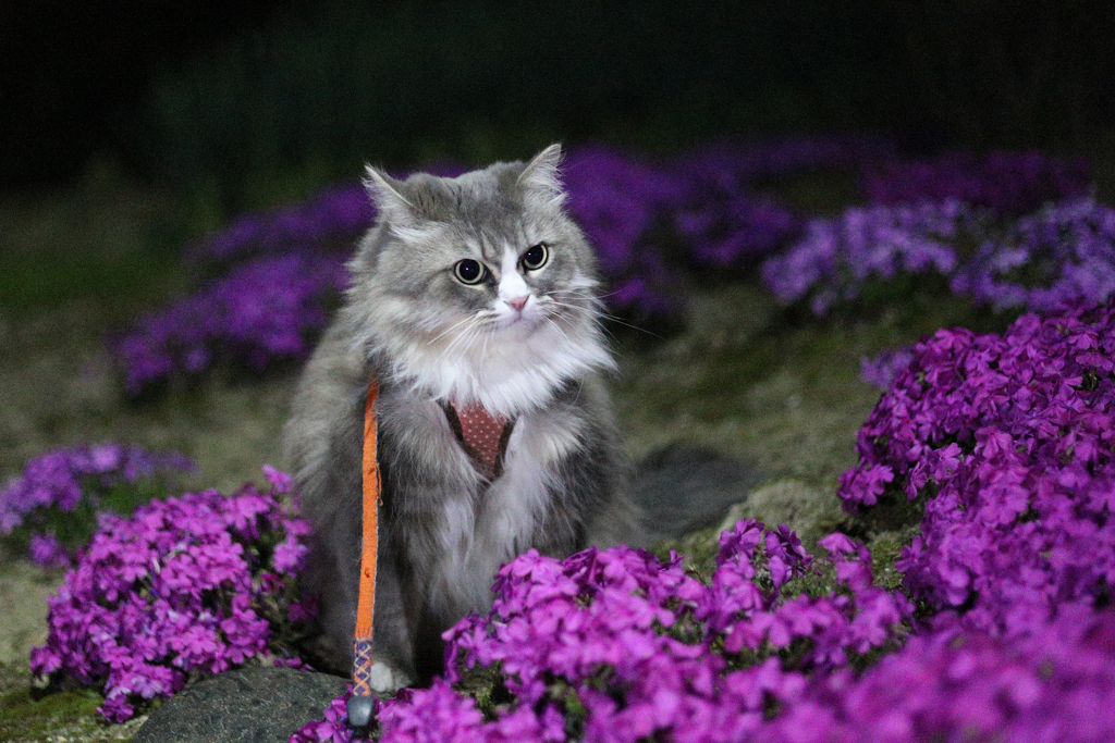 さくら夜散歩