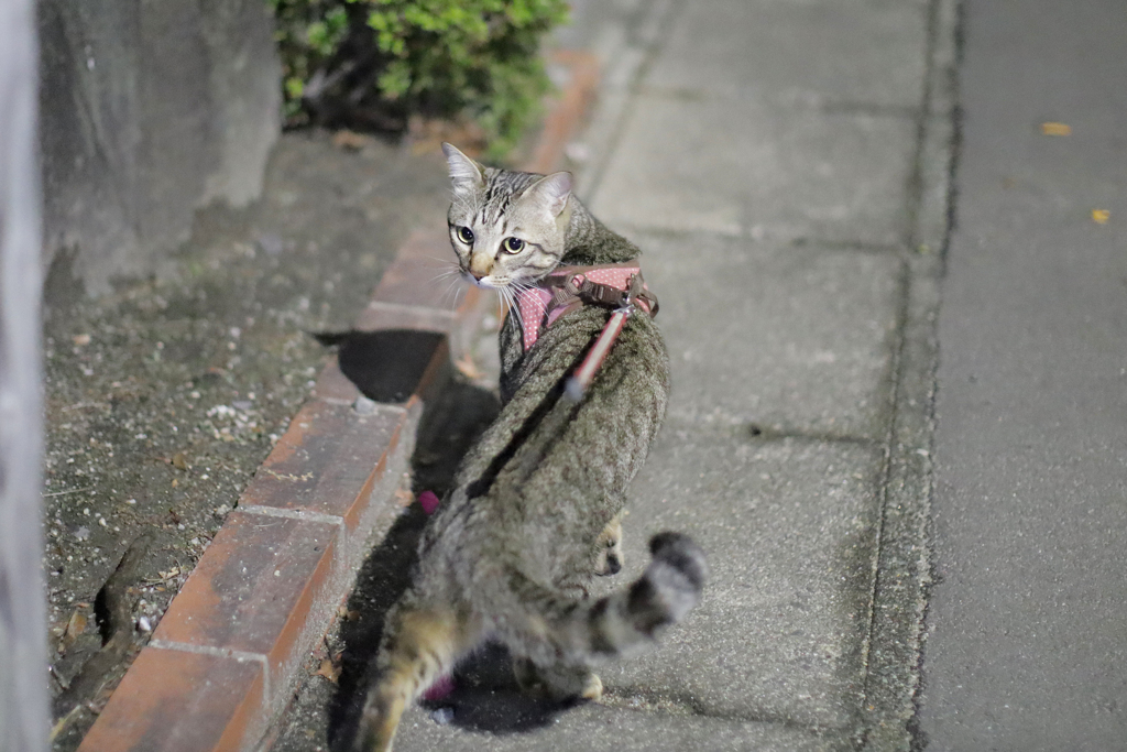 よそ見してたらぶつかるよ