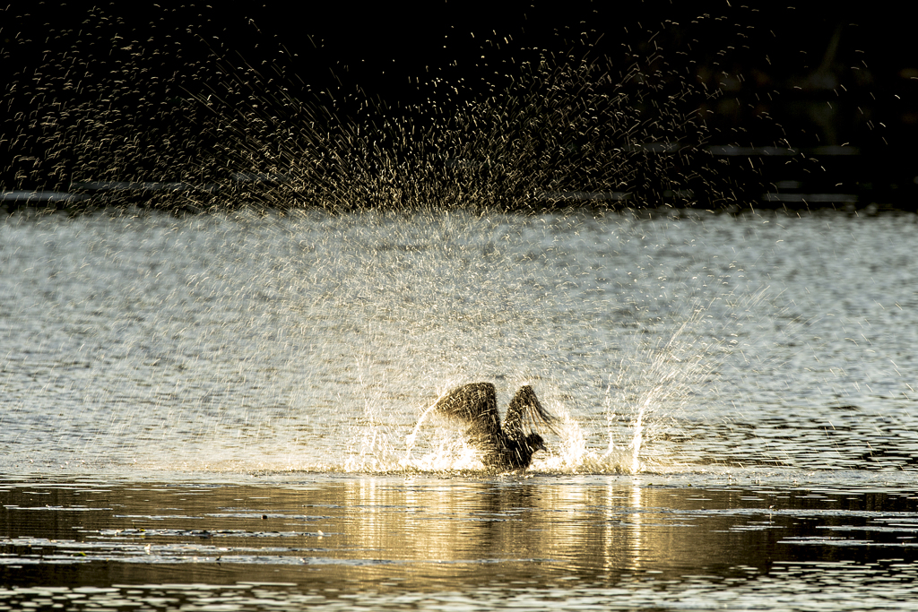 Golden Splash