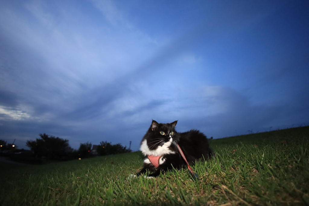 くろべーと秋空