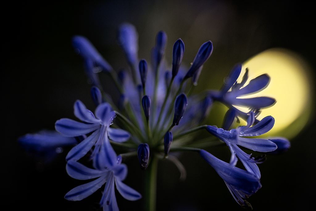 Agapanthus