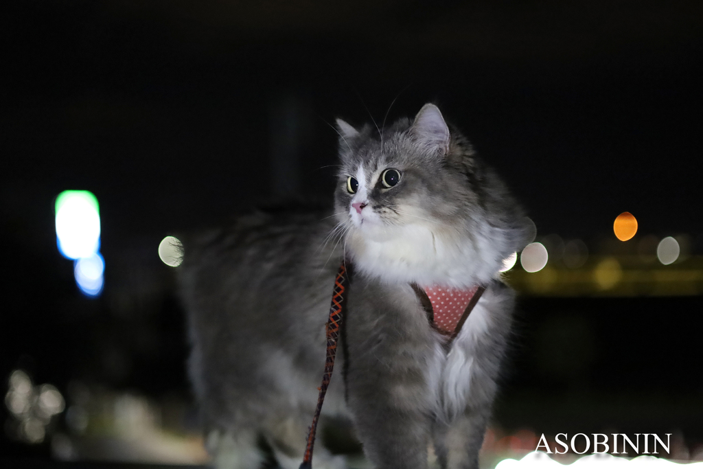 さくら 夜遊び