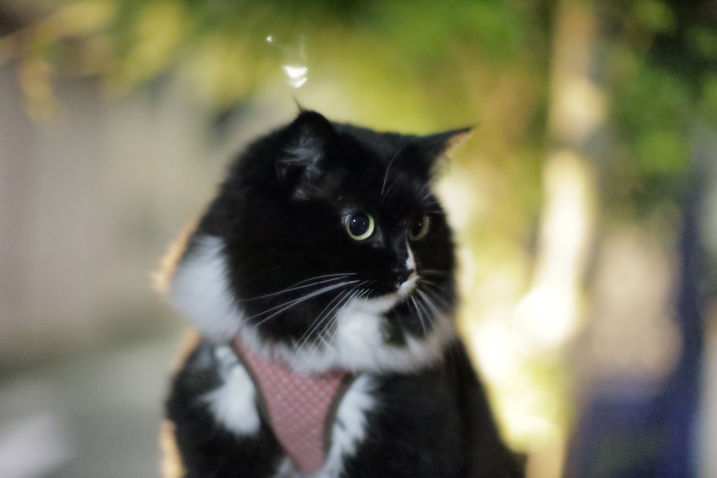 くろベー