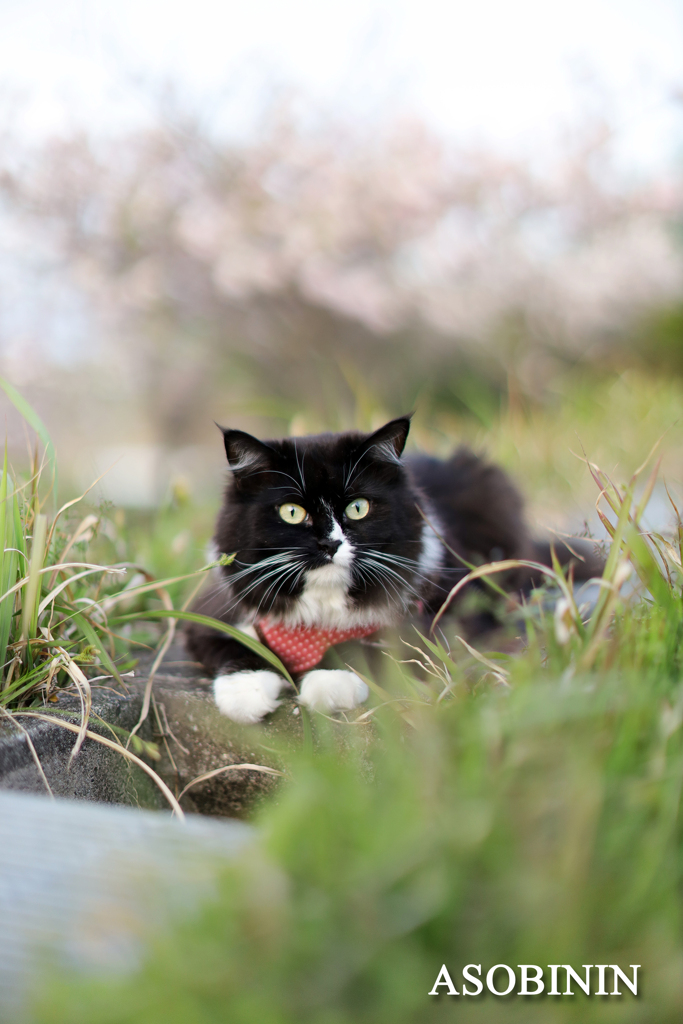 くろベー