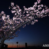 明けの桜