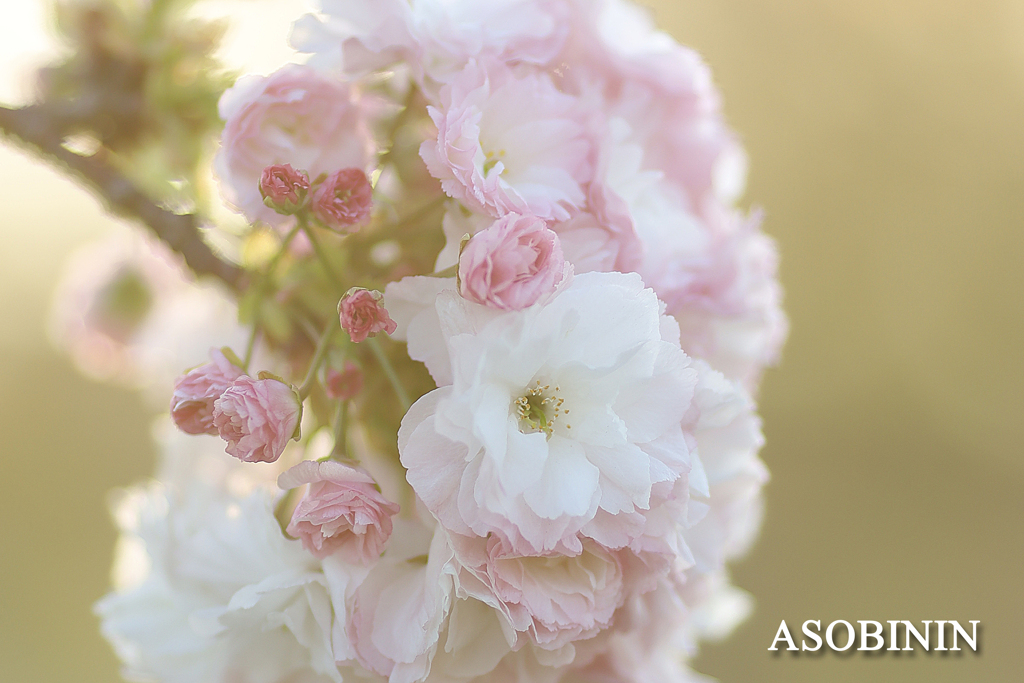 八重桜　松月