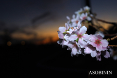 冬桜