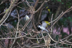 シジュウカラ