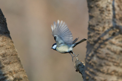 シジュウカラ