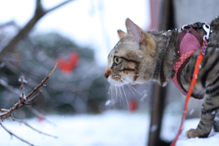 とらおの雪体験