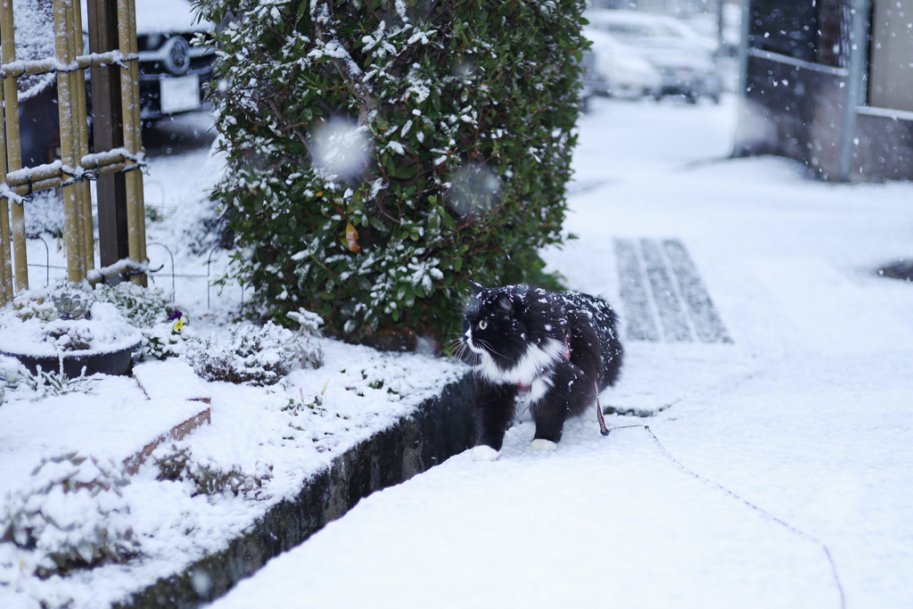 まさかの雪