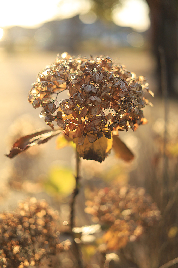 12月の紫陽花