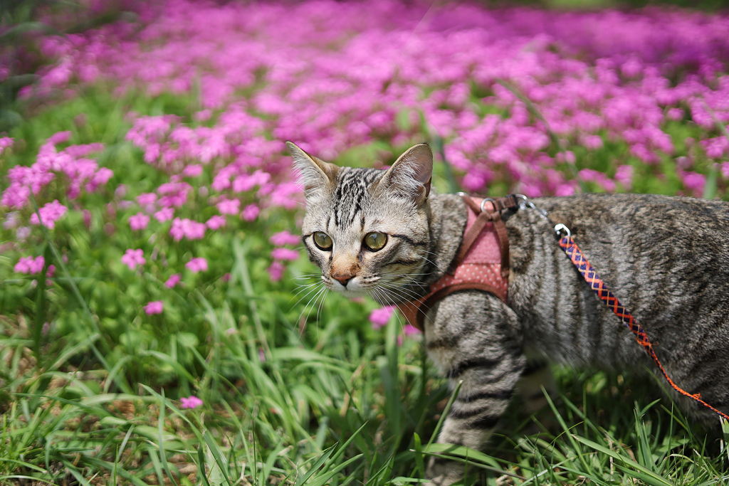 芝桜