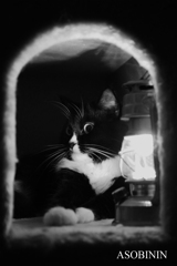 くろベーとランプの灯