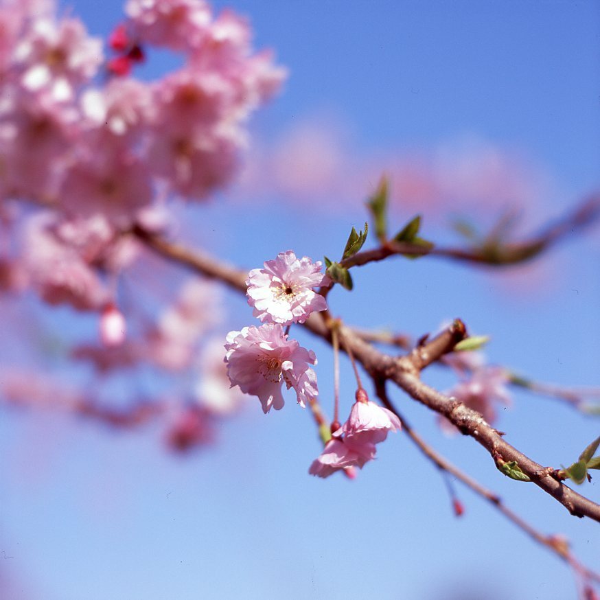 桜ノ記憶