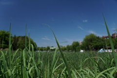 2023GW_石神井公園散策１