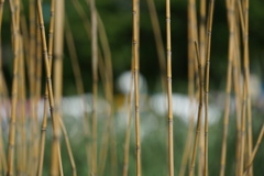 2023GW_石神井公園散策2