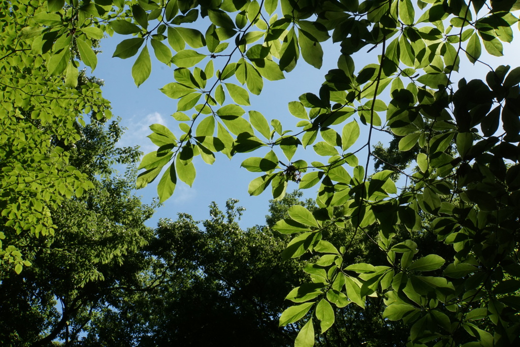 2023GW_石神井公園散策6