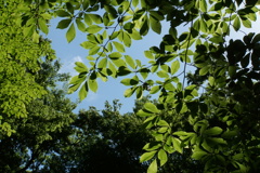 2023GW_石神井公園散策6