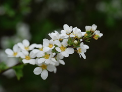 ユキヤナギの芯