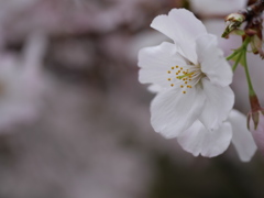 今日の散歩--一輪