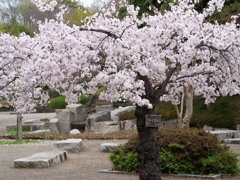 今日の散歩--満開。