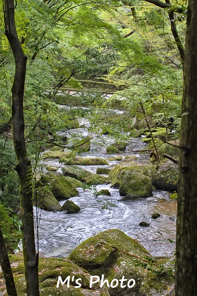 緑に埋もれる橋