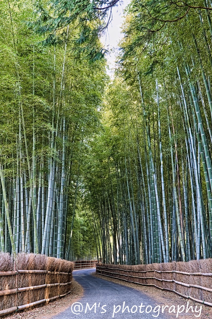 Little Kyoto