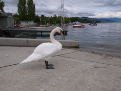 白鳥の湖？