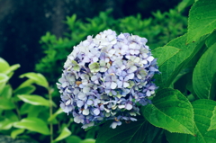 冷紫陽花