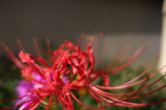 彼岸花 2