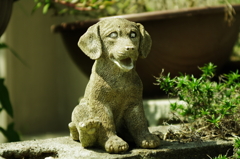 動かぬ子犬