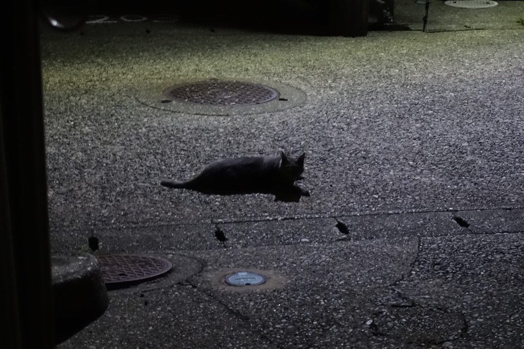 ノイズと黒猫