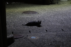 ノイズと黒猫