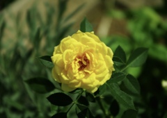黄薔薇